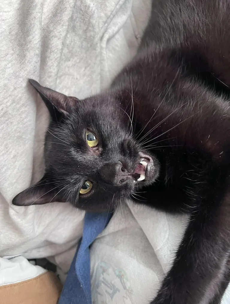 At only 4yo we had to say goodbye. You will always be the best, Bud.