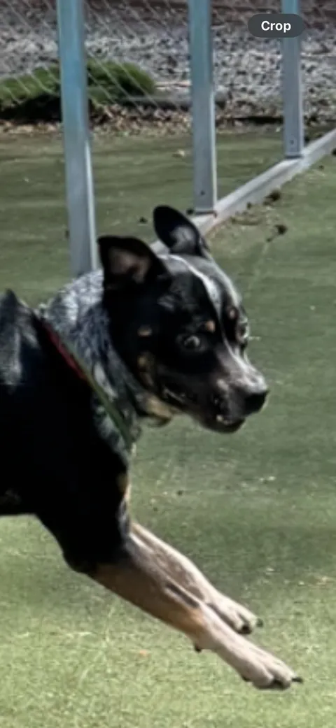 My foster went to daycare yesterday