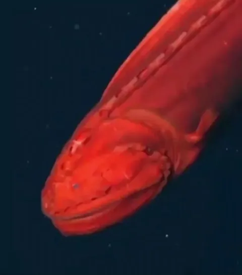 🔥Cetomimidae is a fish that dwells in the abyssal depths, the sensory pores lining its back help it to perceive its surroundings