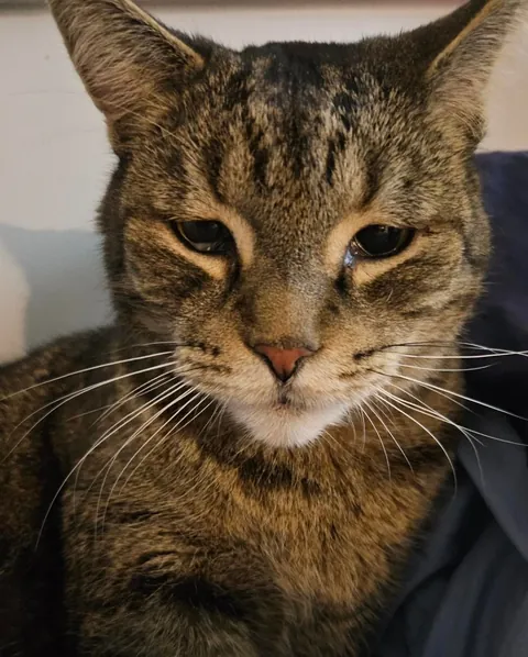 I tried to take a picture of my tattoo but my roomie's cat had other plans