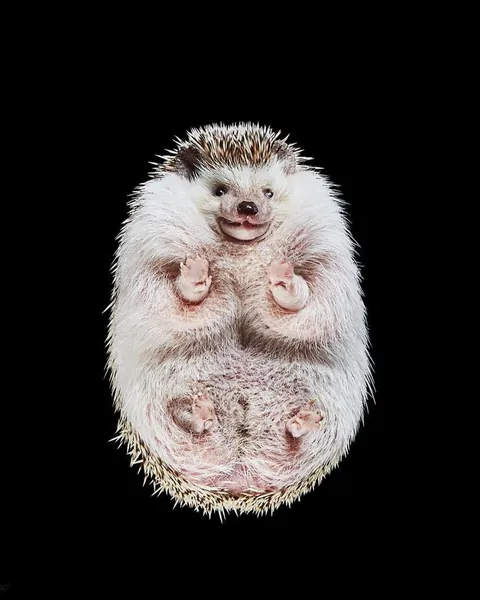 Photographer captures what animals look like from underneath.