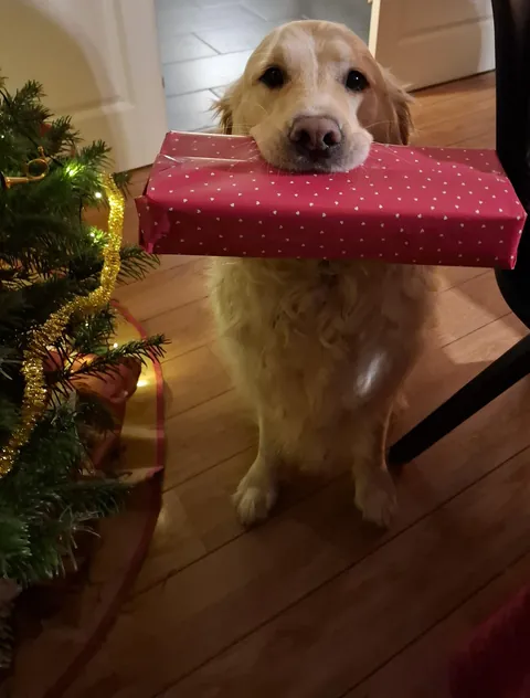 a good boy wishes happy holidays to everyone