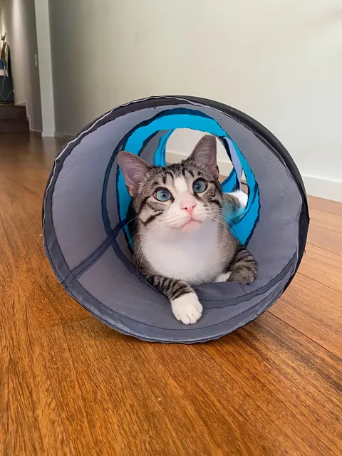 This is your reminder to please ADOPT don’t SHOP ^-^