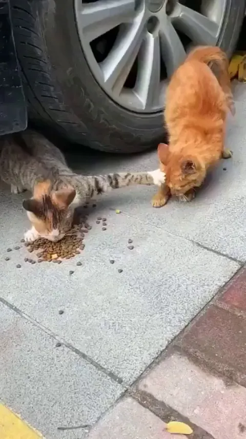 You shall not have any