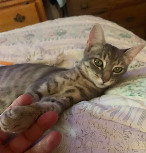 My neighbor SCREAMED at me because of our new cats name