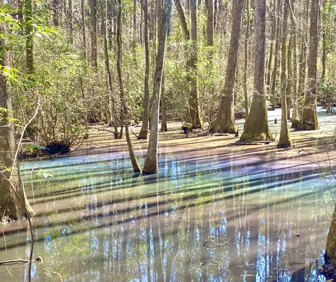 🔥Rainbow swamp (natural phenomenon)