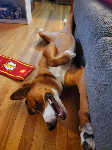 Koda, 50 BMD, 20 Pitt, 10 Shepherd, 10 Lab, 8 great Pyrenees. Sweetest dog I ever owned.