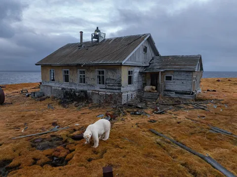Polar bears captured on camera inhabiting old Russian research station (from Associated Press)