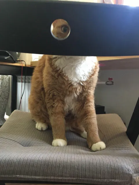 He thinks I can't see him 👁️