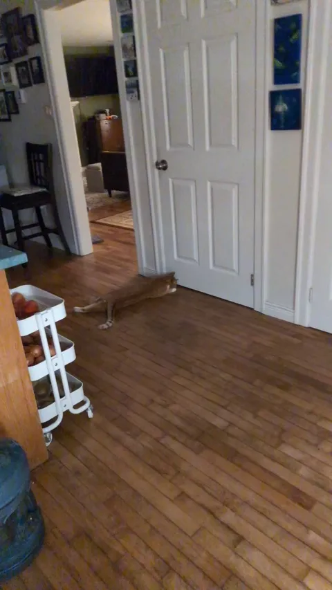 Slowly introducing my BF's cat to my cat. You can hear my boy from behind the door 😂