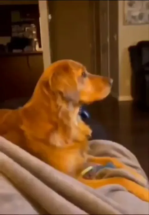 Good boy doesn’t like Darth Vader