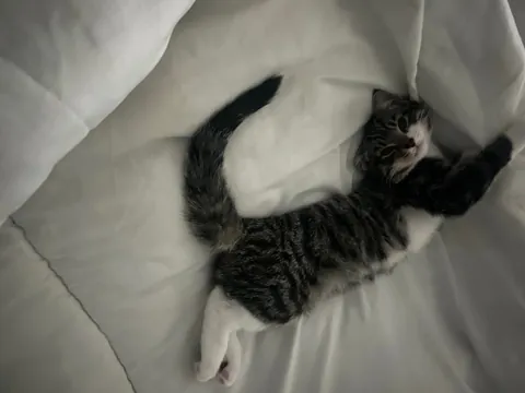 First time cat mum and I just love him so much 🥰