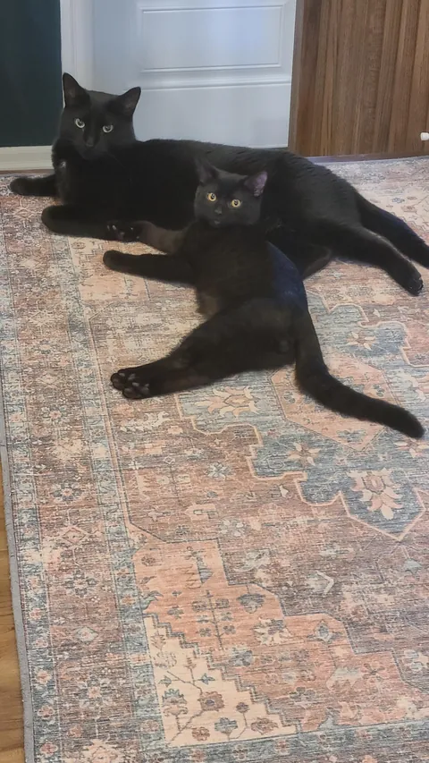 Smol, med, large voids