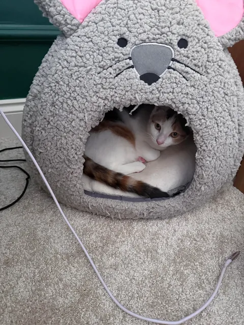 Why does she sleep near me but never on me, and yet never leaves my side like a shadow?