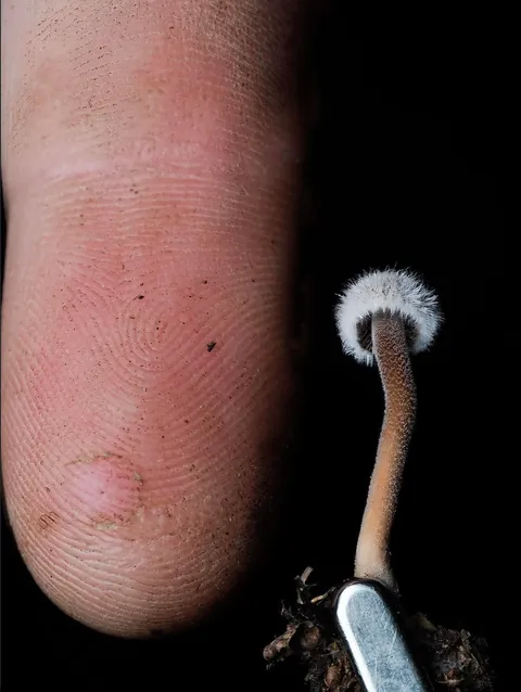 New Zealand photographer takes stunning photos of tiny mushrooms