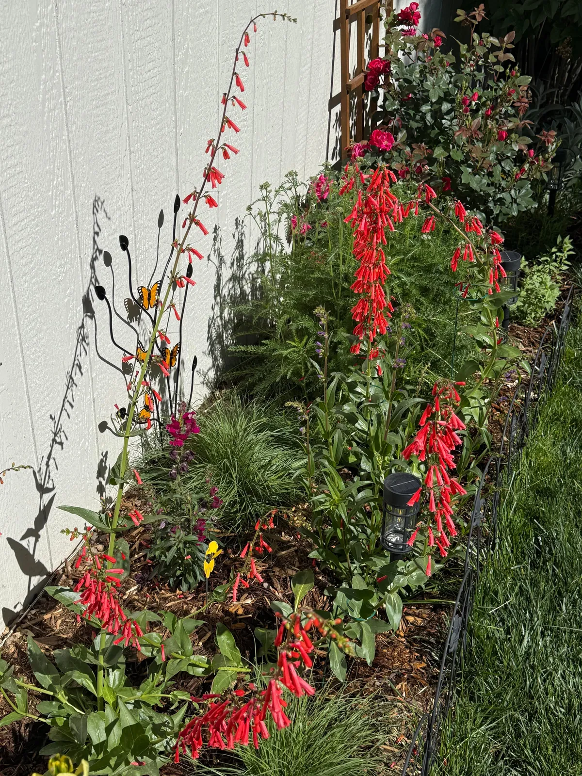 My 2nd year gardening, and I’m proud to share ‘em!