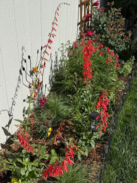 My 2nd year gardening, and I’m proud to share ‘em!