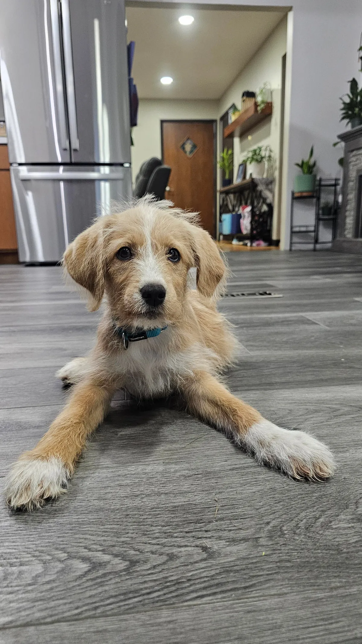 Our Skye puppers🥰