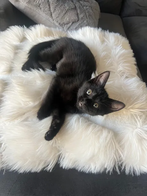 Officially a black cat owner😺