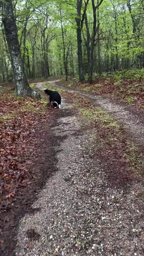 Big sticks, small sticks, all sticks are good sticks