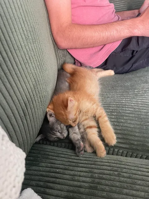 adopted a pair of bonded kittens