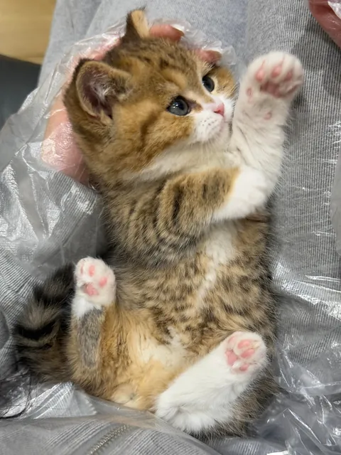 I was not prepared for this level of cute