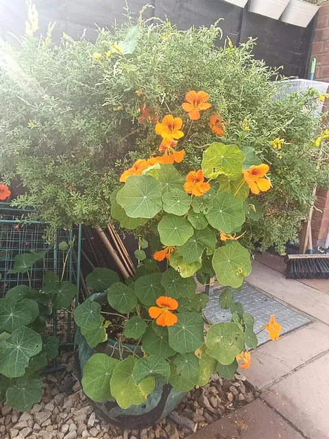 My little slice of heaven in Dublin, Ireland was looking very happy this morning.