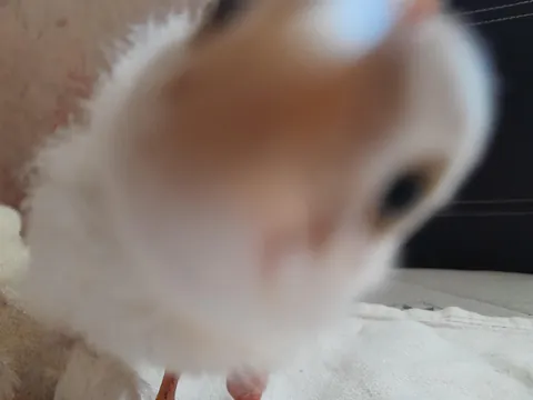 My kitty steals chick's from my neighbours