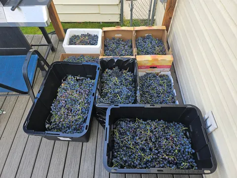 Last year I traumatized my half century+ grape vine and still picked 50 pounds of grapes.  This year I'm racing tonight's freeze and have already picked ~250 pounds.