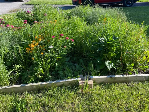My wife doesn’t like what she calls my “chaos garden”.