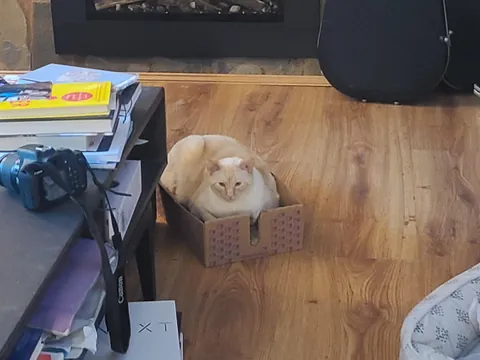 I've been kinda sad lately, so I'd love to see some photos of your guys' kitties, here's my BB