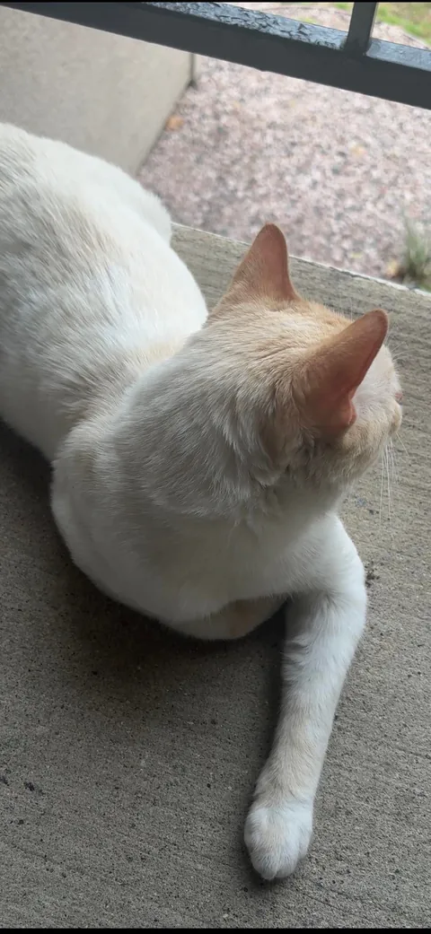 A beautiful boy followed me home today ❤️