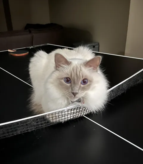 Line judge