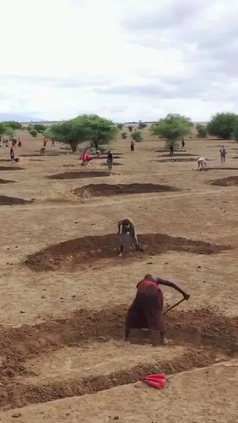 By digging simple crescent-shaped pits to hold rain, locals in Tanzania are turning the desert green