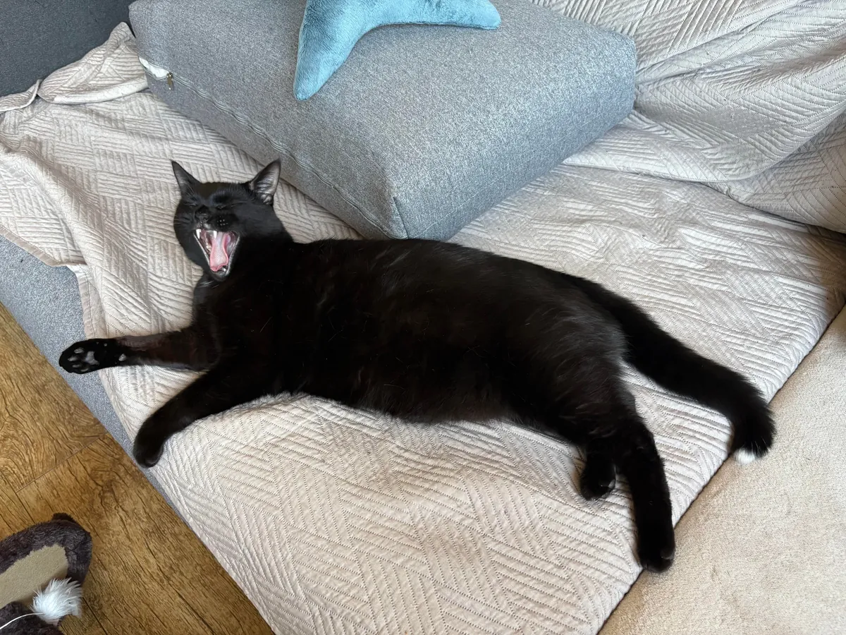 Black nose, black whiskers,  black paws… white tip of tail? 🖤🖤🖤🤍