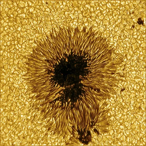 Sunspot structure in remarkable clarity. Active Region NOAA 13415 is observed with the Visible Broadband Imager at the Inouye Solar Telescope on August 28, 2023.