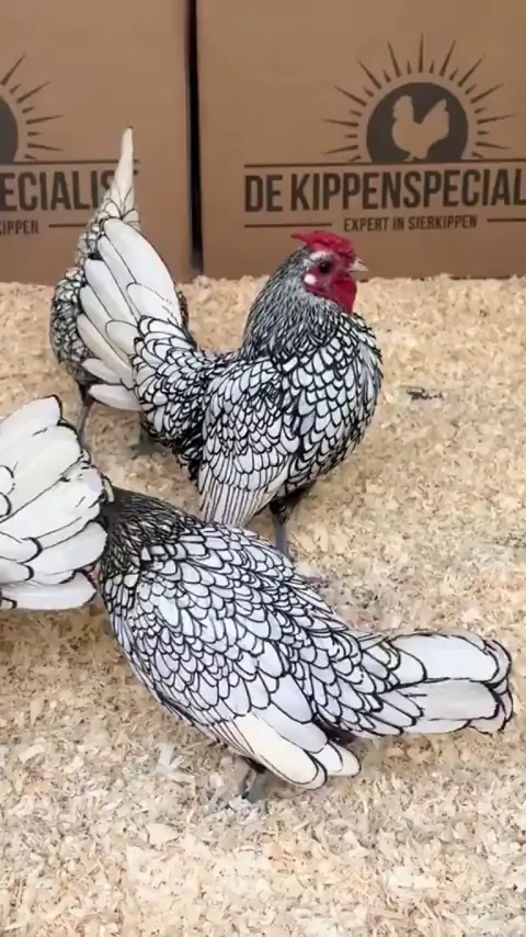 The Sebright Chicken Looks Like It Still Needs to Be Colored In.