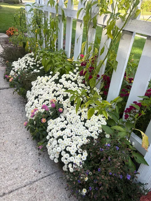Planted mums in the ground last fall and they have quadrupled in size!!!