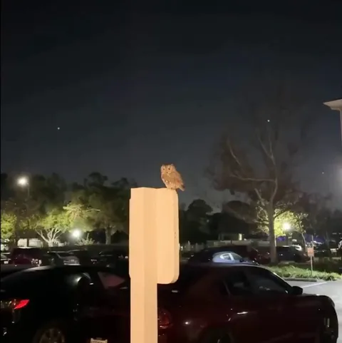 🔥 Owl: 😠
