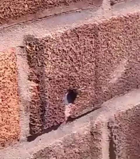 🔥 Solitary mason bee pulling a nail out of a hole in the wall