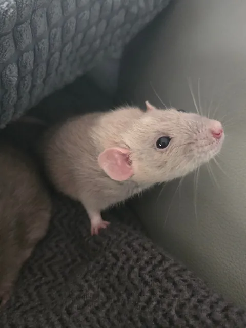 Doby is 2 years old today!!!!