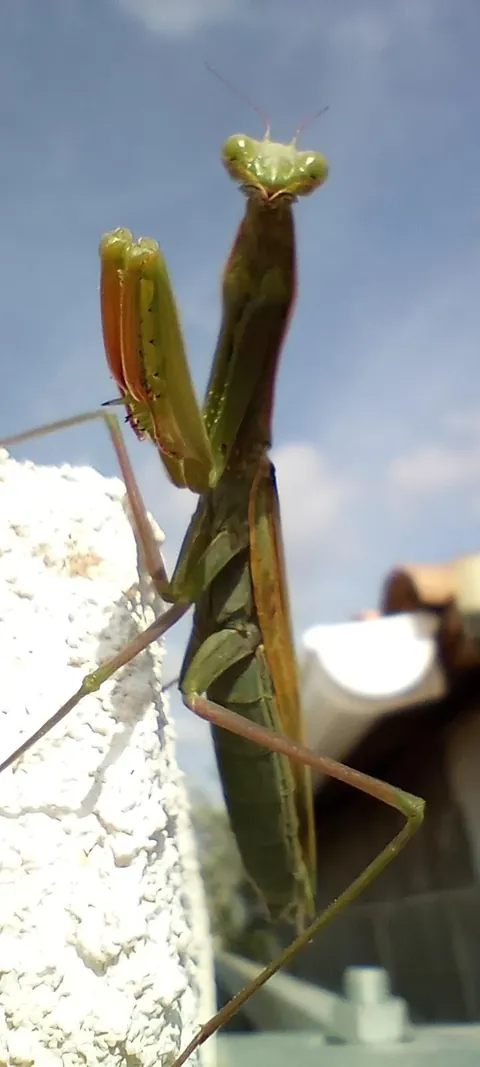 It's a bit off topic, but I'm really proud of who I encountered in the garden today :