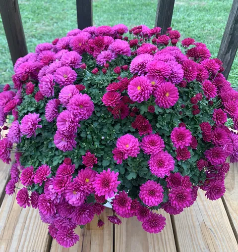 My purple mum is almost in full bloom.  💜