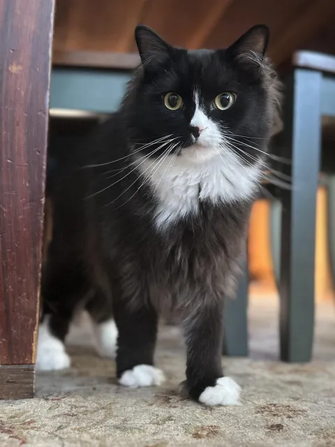 It’s Toto’s first birthday today! 🎉