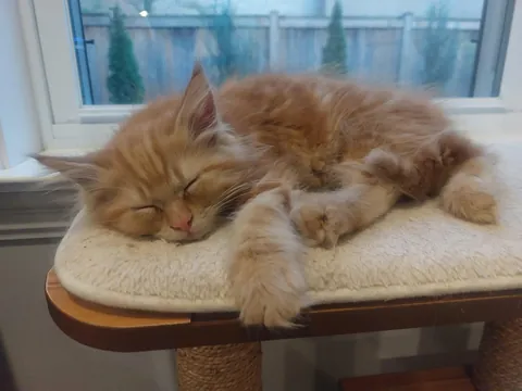 Welcome to the family, Stanley.