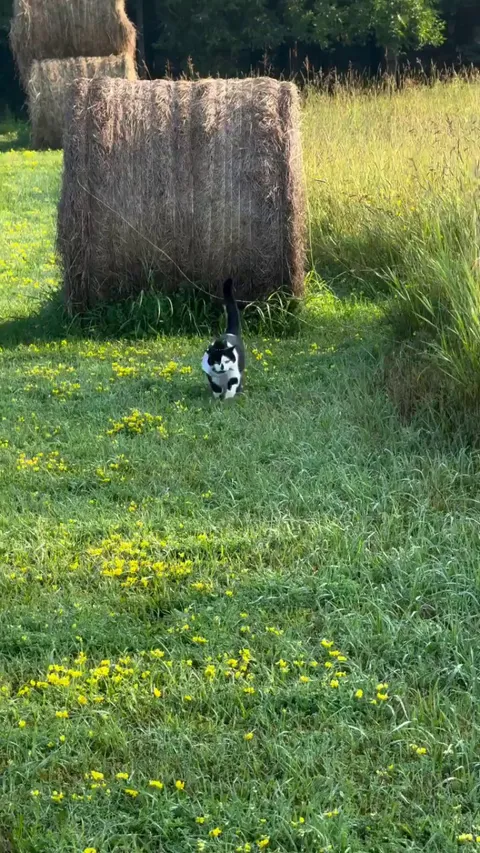 A tremendous amount of speed coming from a chonkster this size!