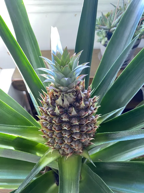 Update: my pineapple is really pineappling!