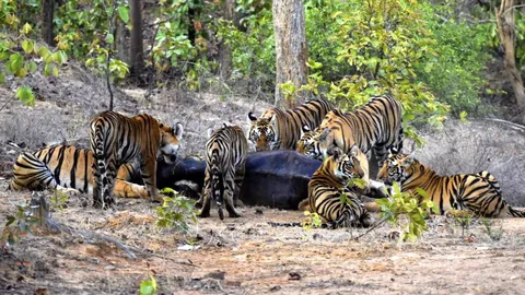 🔥 Throwback to when “Mausi” the Tigress took in her sister’s cubs after their mother passed away.