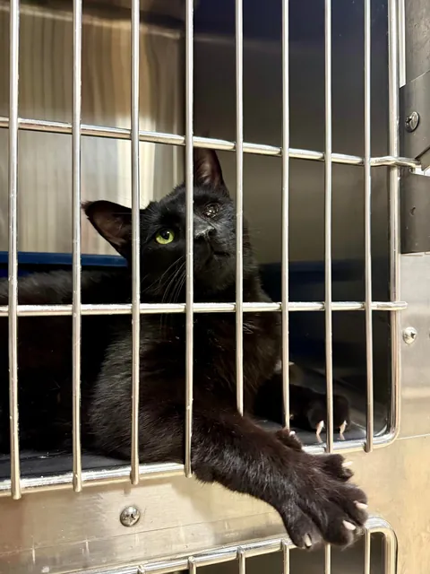 In honor of Halloweekend, here are all the black cats at the shelter I volunteer with.