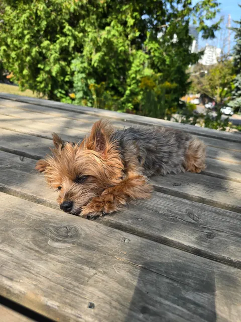 Sampson (16), he may be smol but he's king of the park